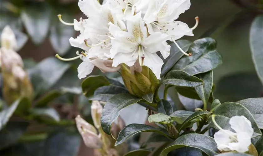 Rhododendron 'Cunningham´s Snow White'