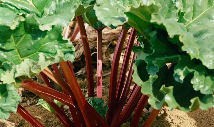 Rheum rhabarbarum 'Vierländer Blut'