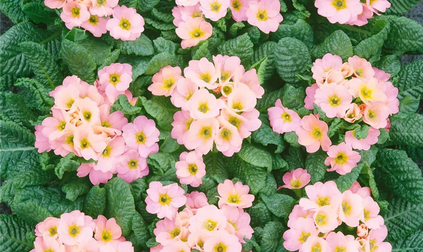 Primula vulgaris 'Candy Girls'