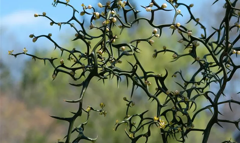 Poncirus trifoliata 'Flying Dragon'