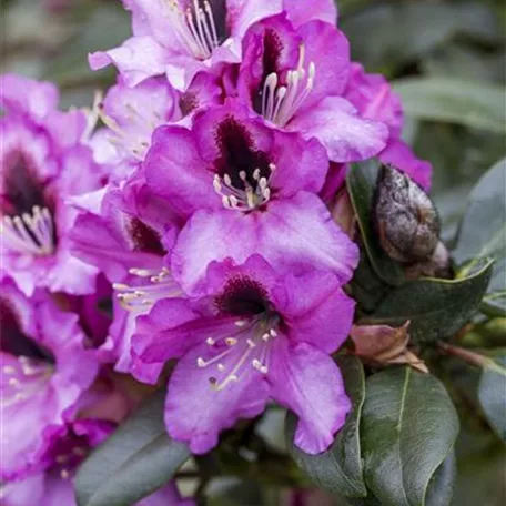 Rhododendron 'Libretto'