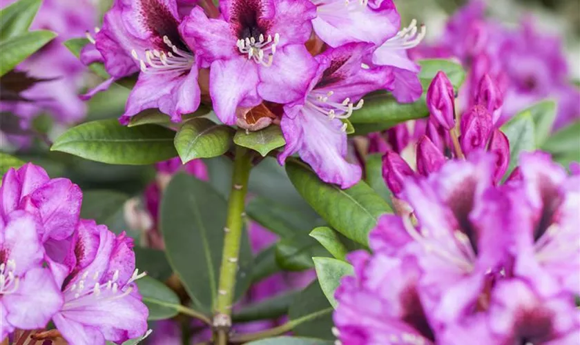 Rhododendron 'Lieselotte Hamberger'