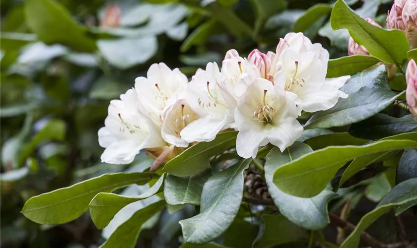 Rhododendron 'Dagmar'