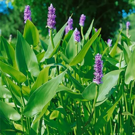 Pontederia cordata 'Pink Pons'