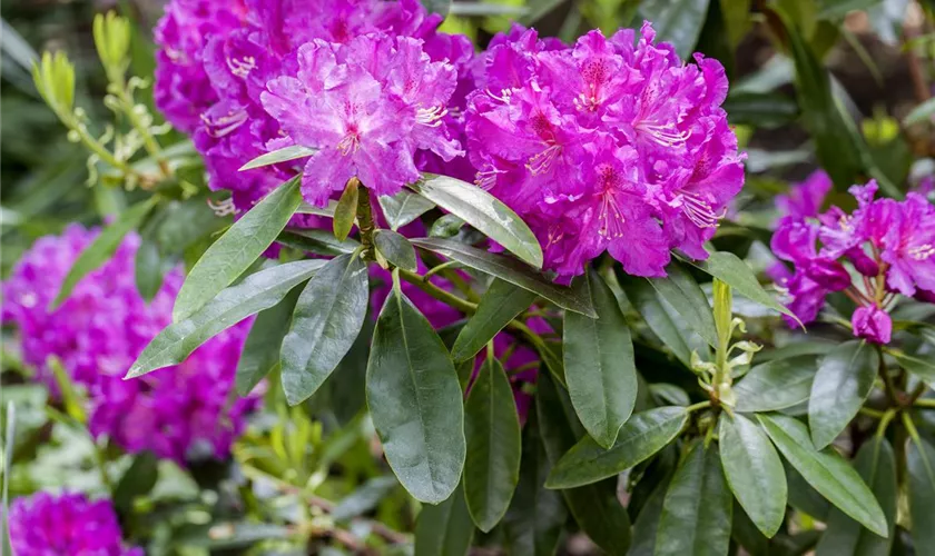 Rhododendron 'Lilofee'