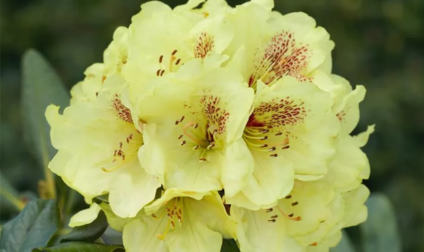 Rhododendron 'Loch Tay'