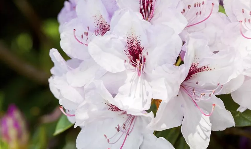 Rhododendron 'Mrs Helen Koster'