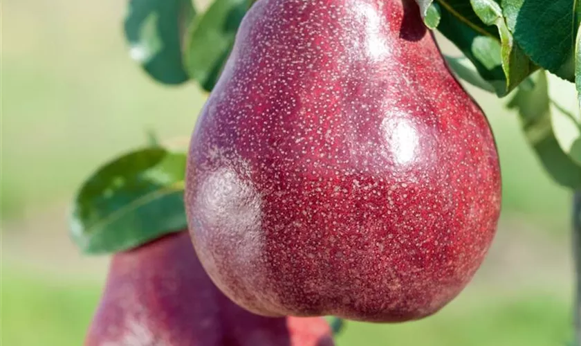 Säulenbirne 'Starcrimson'