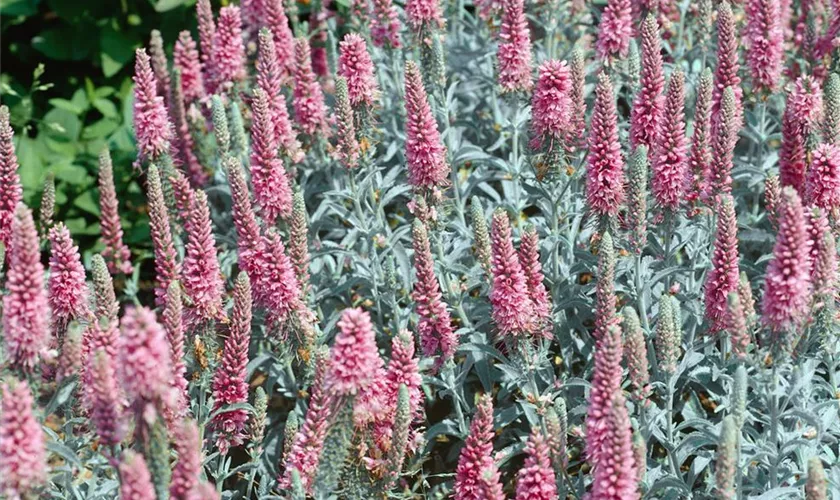 Veronica spicata 'Erika'