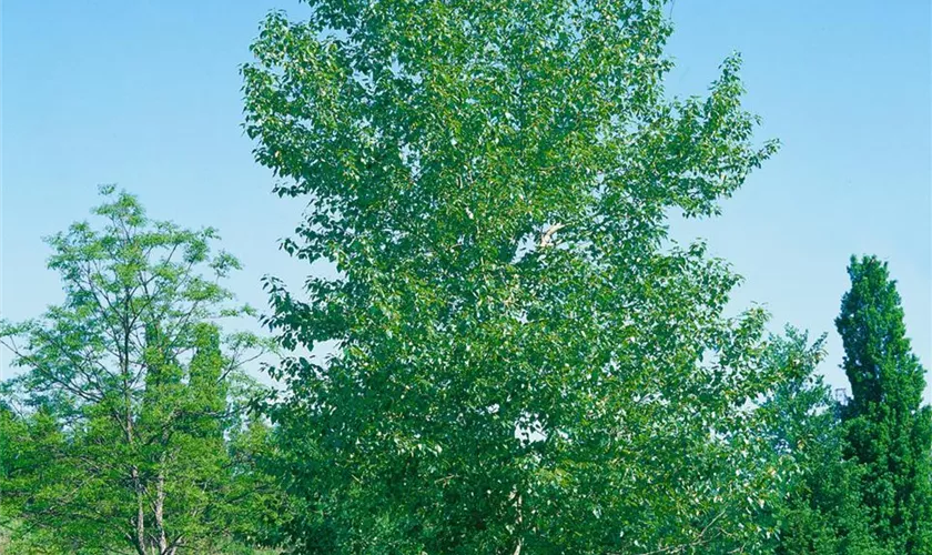 Populus balsamifera