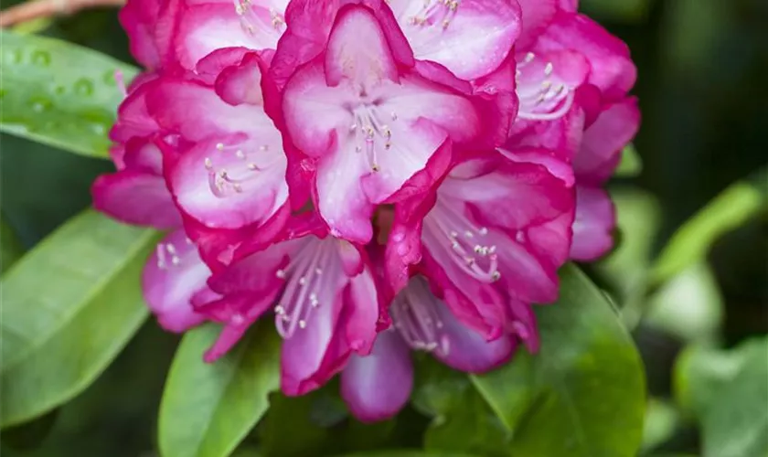 Rhododendron 'Louis Pasteur'