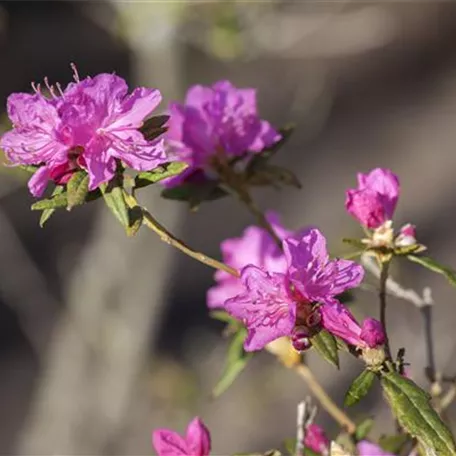 Rhododendron dauricum 'Boskoop Ostara'