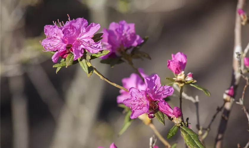 Rhododendron 'Boskoop Ostara'