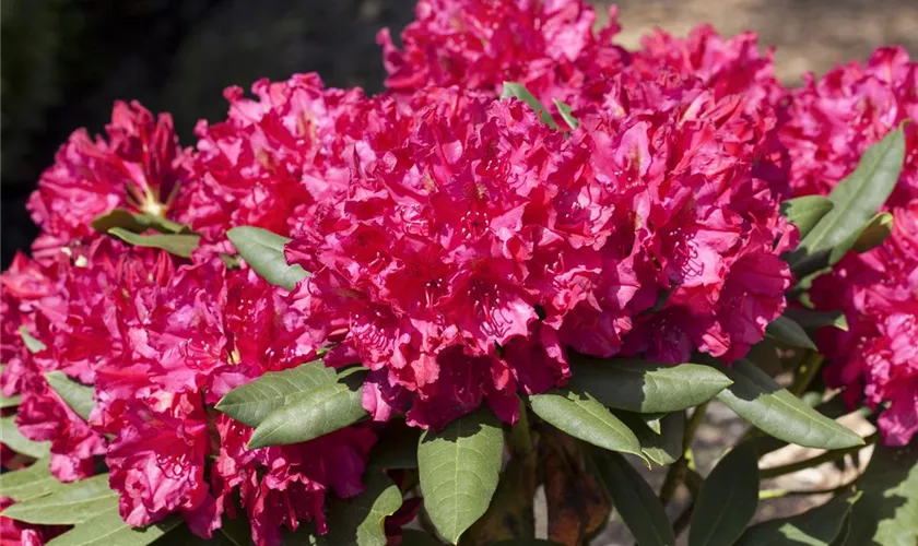 Rhododendron 'Mrs P. den Ouden'