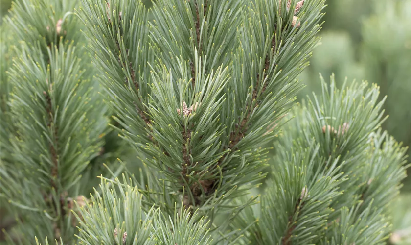 Pinus cembra 'Glauca'