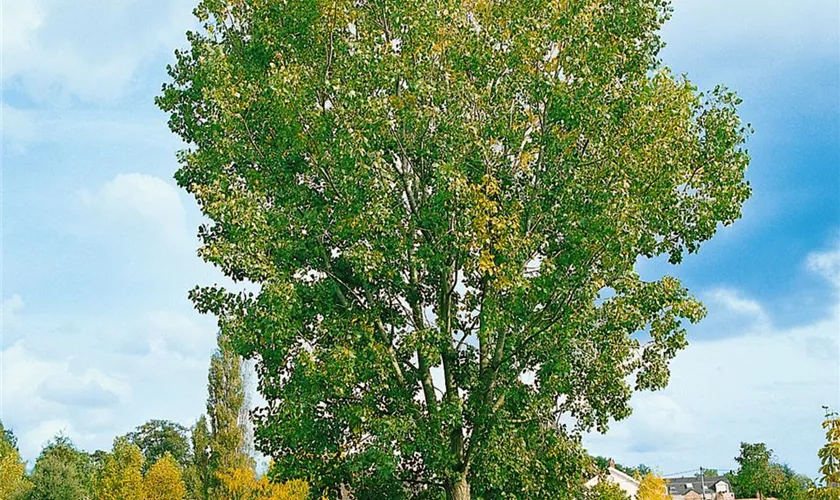 Populus canadensis