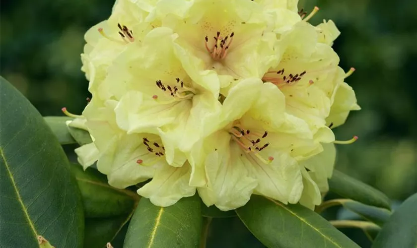 Rhododendron 'Mahasona'