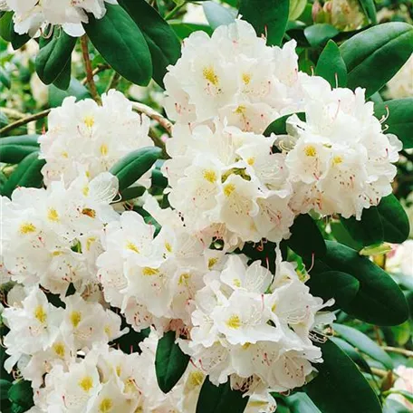 Rhododendron dauricum 'Schaumperle'