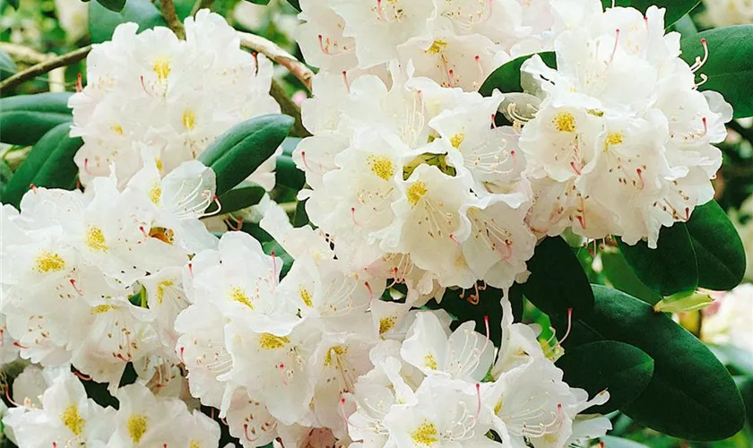 Rhododendron 'Schaumperle'