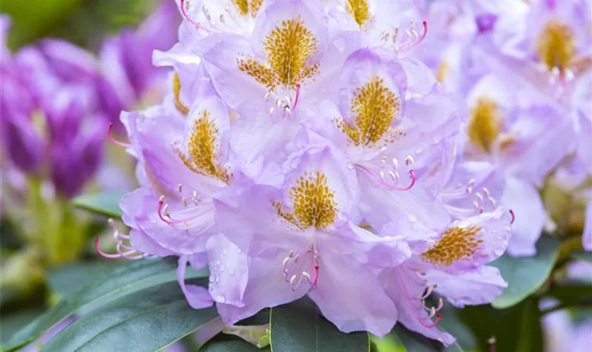 Rhododendron 'Mrs. Anthony Waterer'