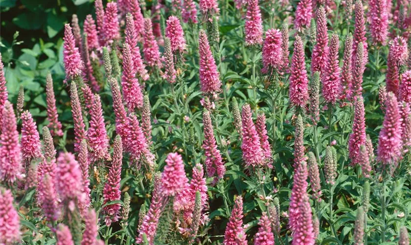 Scheinähriger Garten-Ehrenpreis 'Rosa Zwerg'