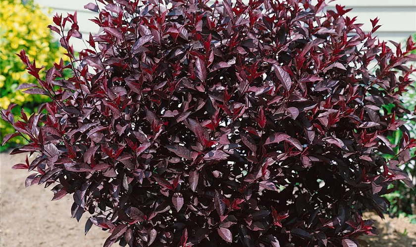 Zwerg-Blut-Pflaume 'Crimson Dwarf'