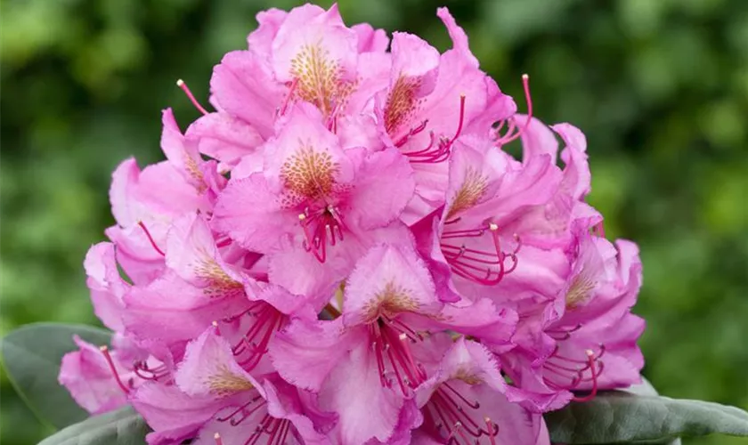 Rhododendron 'Delta'