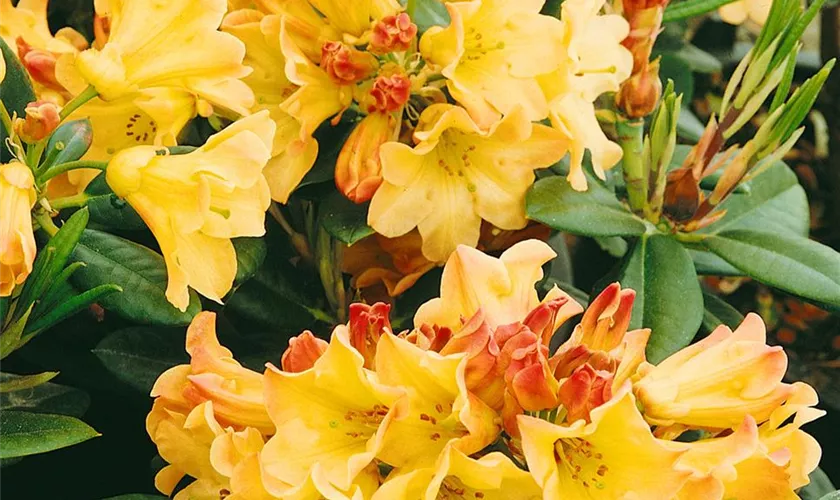 Rhododendron-Hybride 'Nancy Evans'