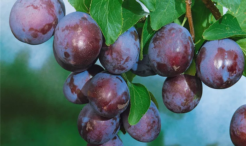 Prunus domestica 'Amers'