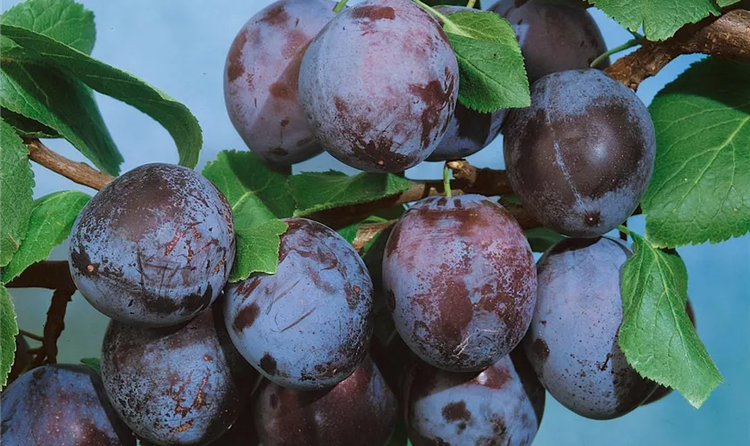 Zwetsche 'Zimmers Frühzwetsche'