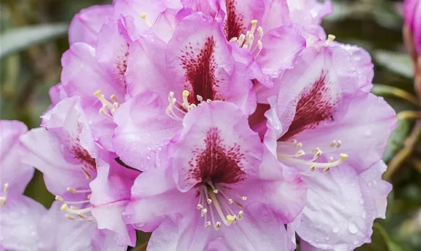 Rhododendron-Hybride 'Diadem'