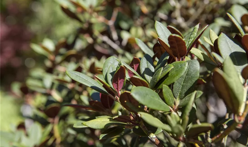 Rhododendron neriiflorum 'Burletta'