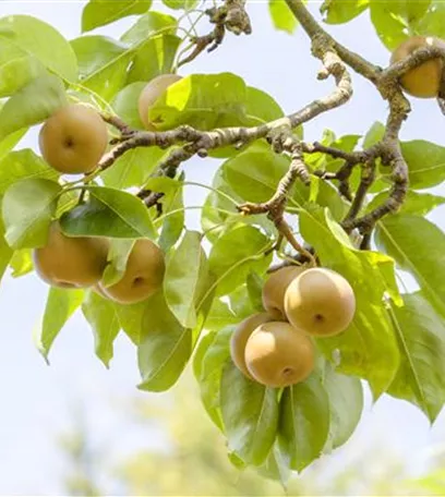 Der Obstgarten – viele Leckereien für große und kleine Naschkatzen