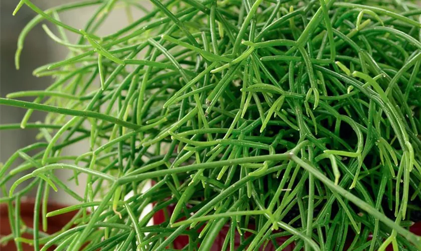 Rhipsalis heteroclada 'Easy Clada'