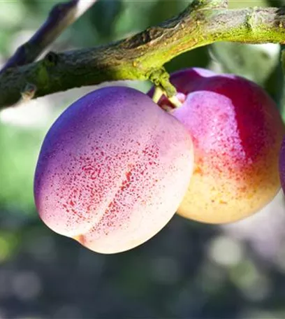 Die Streuobstwiese – Gesundheit zum Selberpflücken