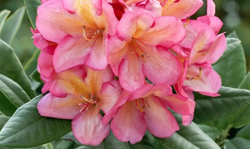 Rhododendron 'Maskarill'