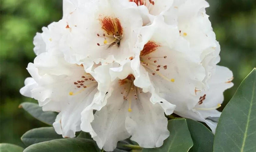 Rhododendron-Hybride 'Nishan'