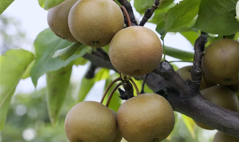 Pyrus pyrifolia 'Benita'