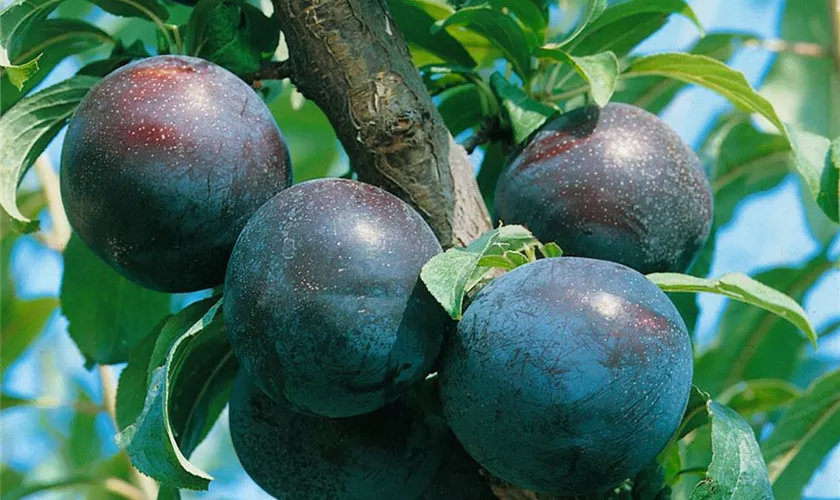 Prunus domestica 'Bleue de Belgique'