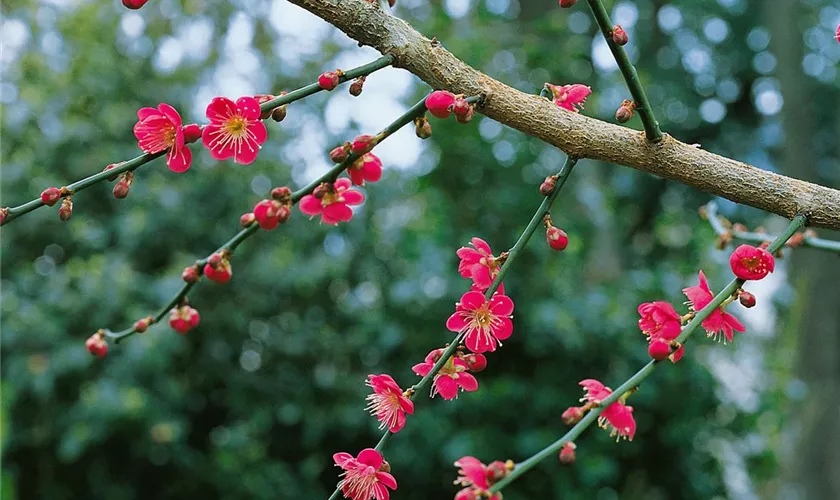 Prunus mume 'Beni-chi-dori'