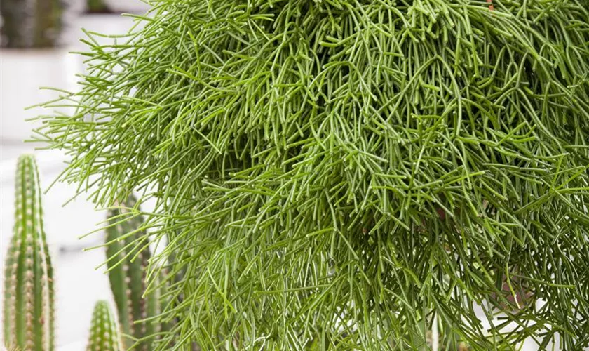 Rhipsalis pulchra