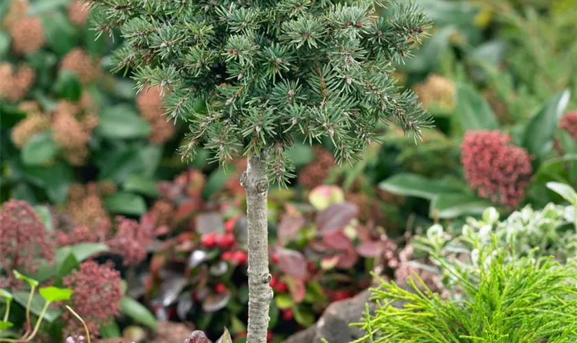 Pseudotsuga menziesii, Stamm