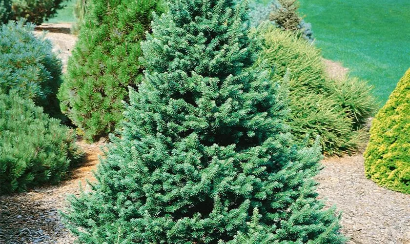 Pseudotsuga menziesii var. glauca