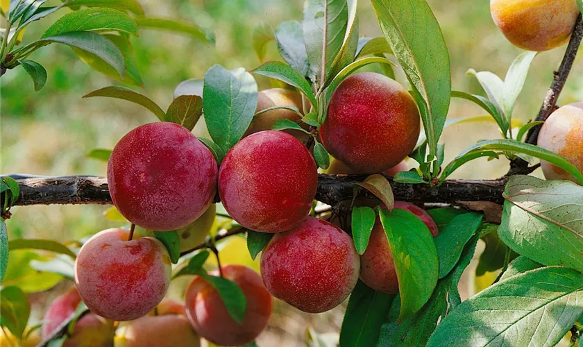 Prunus domestica 'Brzoskwiniowa'