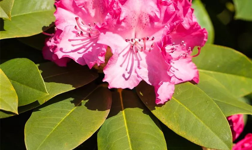 Rhododendron 'Diderk'(s)