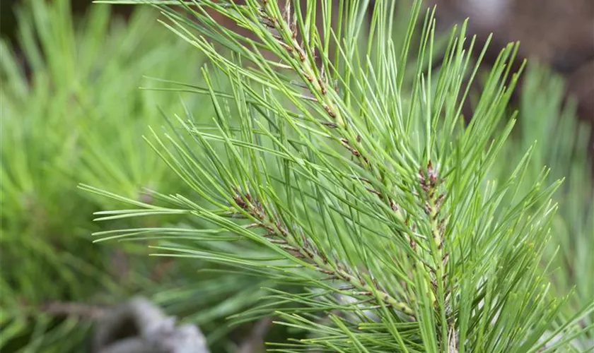 Pinus densiflora 'Pendula'