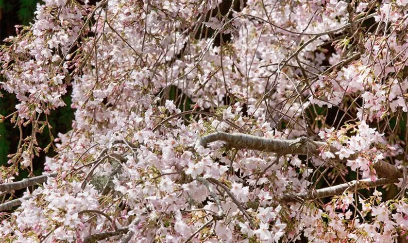 Prunus mume 'Pendula', Stamm