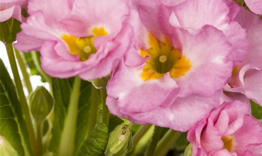 Primel 'Spring Bouquet'