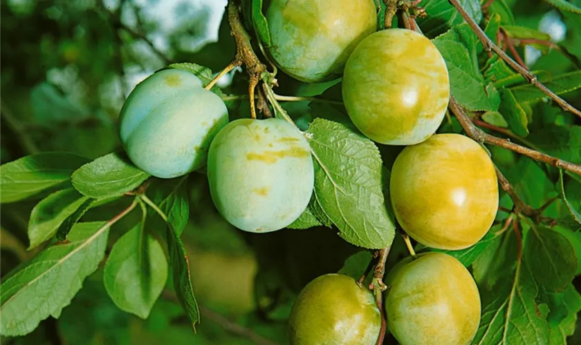 Prunus domestica 'Green Gage'