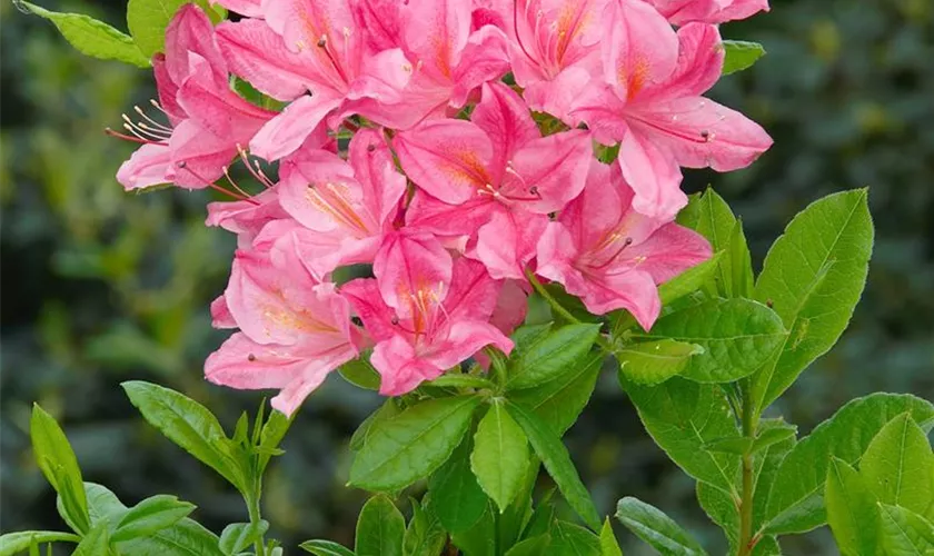 Sommergrüne Azalee 'Benedict'